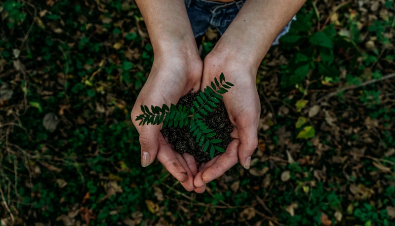 Manos sosteniendo un árbol ecológico